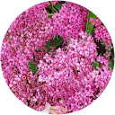 M Zaichuk profile picture